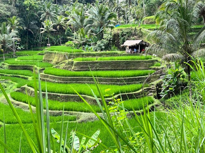 Jadi Peringkat 1 Destinasi Wisata Populer di Asia Dan 3 Dunia: Ini 10 Destinasi Wisata Unggulan di Ubud Bali