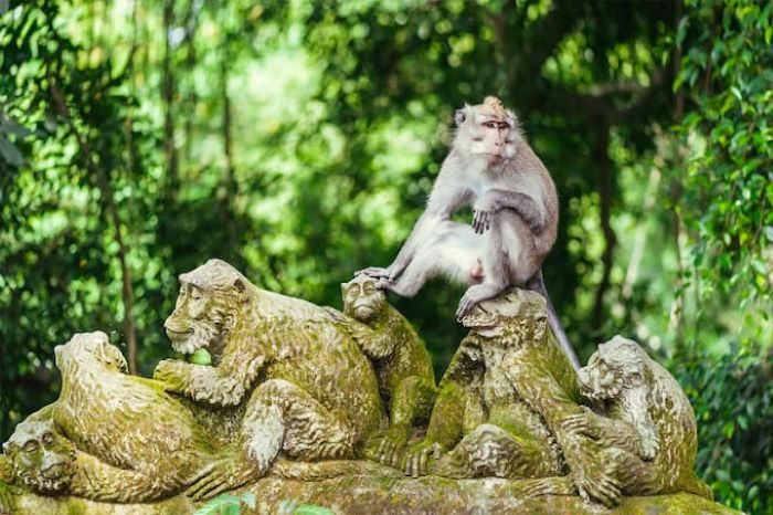 Ini Sih Wajib Kamu Kunjungi! Destinasi Wisata Yang Makin Dikagumi Bule Monkey Forest Ubud Bali