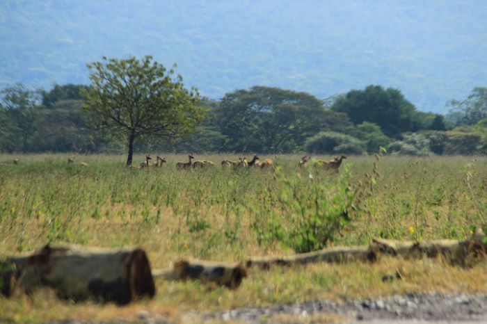 Petualangan Seru Taman Nasional Baluran, Africa Van Java nya Indonesia!!