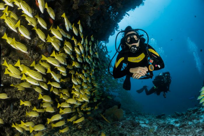 5 Spot Diving Terbaik di Indonesia, Menjelajahi Keindahan Wisata Bawah Laut yang Menakjubkan!