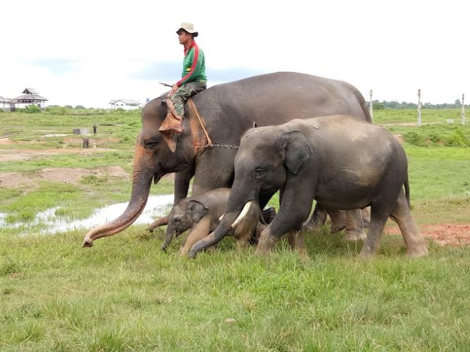 Melihat Langsung Konservasi Satwa Langka Gajah Sumatera Hidup Hutan Bebas : Wisata Taman Nasional Way Kambas Lampung