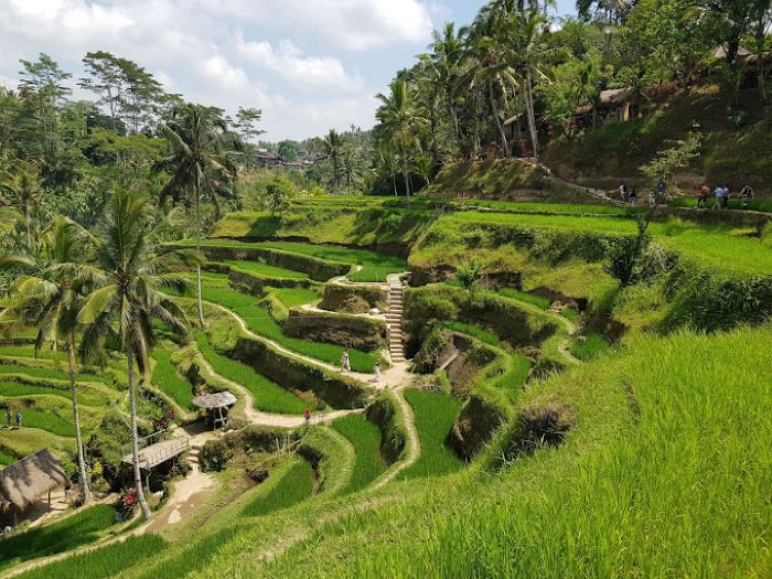 Menjelajahi Keindahan Tegalalang, Destinasi Wisata Alam yang Dirindukan  Wisatawan Kota